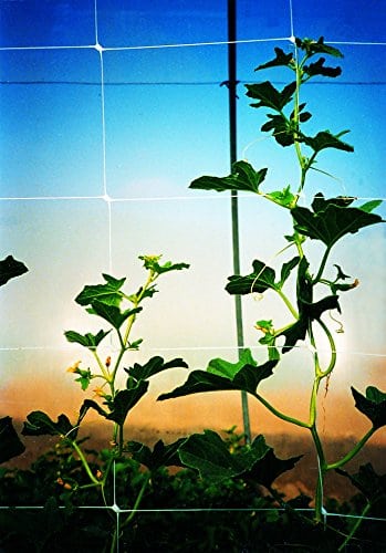 thumbnail image 2 of Snapklik.co : Tenax 2A150061 Hortonova L Plant Trellis Net 2 of 10